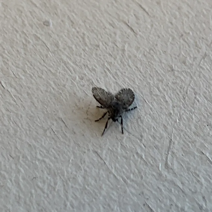 Peerless Pest Control Picture 8