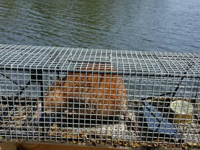 Animal & Wildlife Services Picture 7