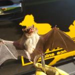 Animal & Wildlife Services