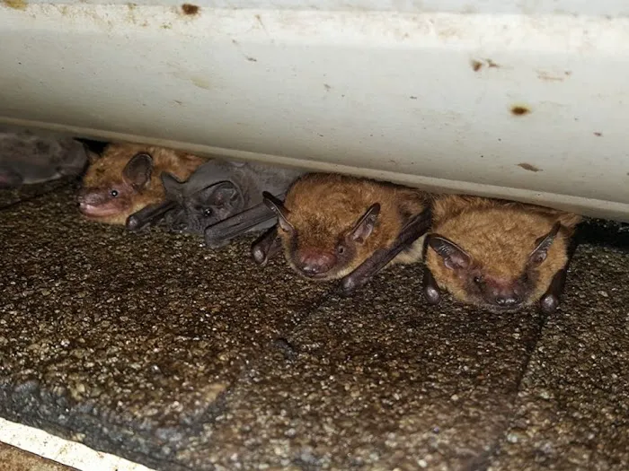 Animal & Wildlife Services Picture 4