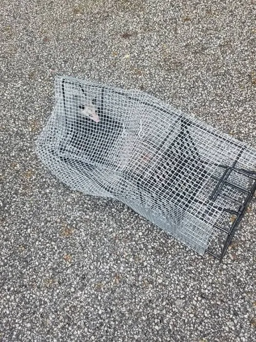 Animal & Wildlife Services Picture 2