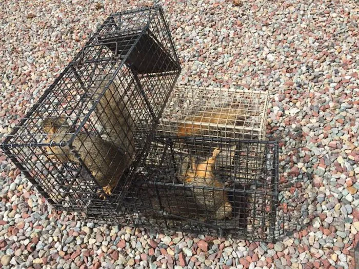 Animal & Wildlife Services Picture 3
