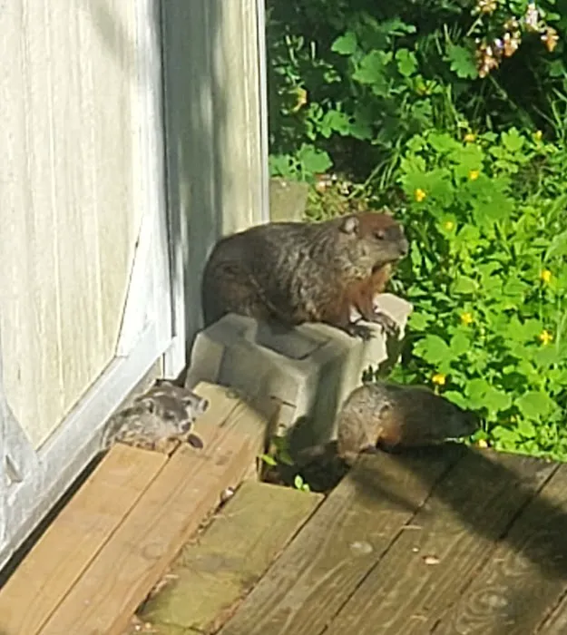 Anderson Wildlife Control LLC Picture 1