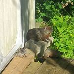 Anderson Wildlife Control LLC
