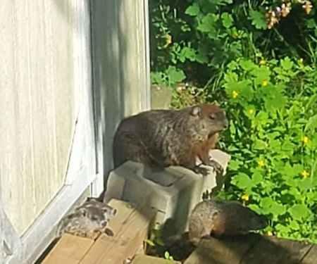 Anderson Wildlife Control LLC