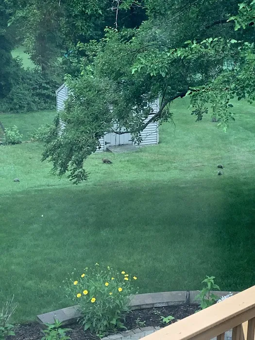 Anderson Wildlife Control LLC Picture 2