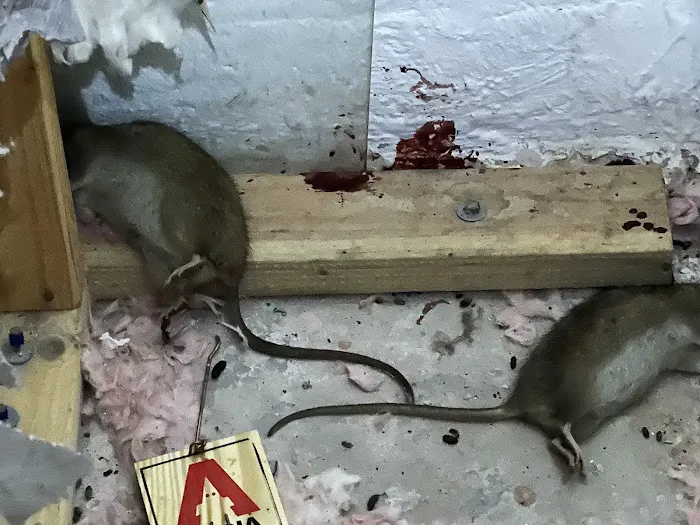 Connecticut Termite and Pest Control, LLC Picture 1