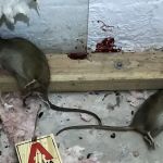 Connecticut Termite and Pest Control, LLC