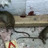 Connecticut Termite and Pest Control, LLC ico