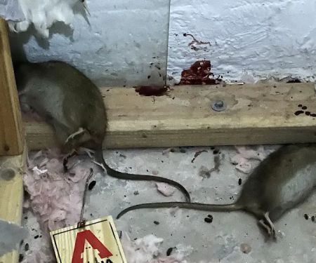 Connecticut Termite and Pest Control, LLC