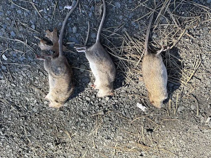 Connecticut Termite and Pest Control, LLC Picture 3