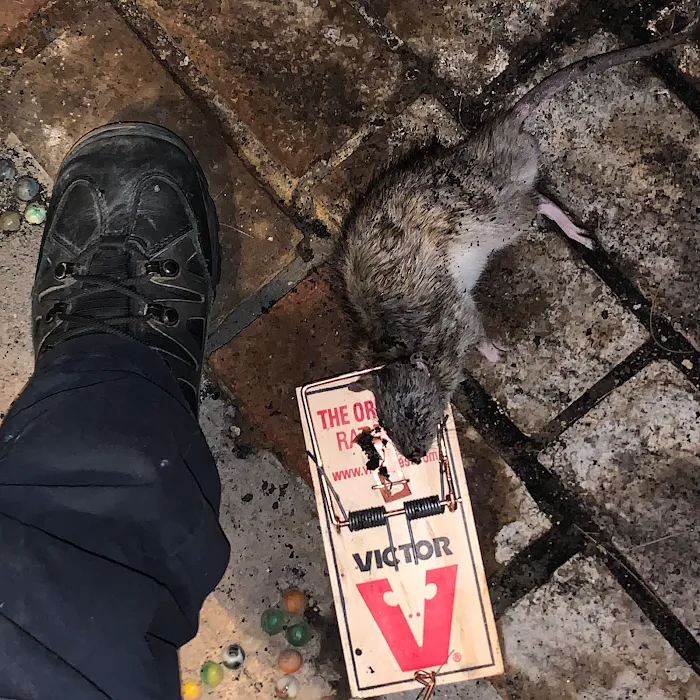Connecticut Termite and Pest Control, LLC Picture 4