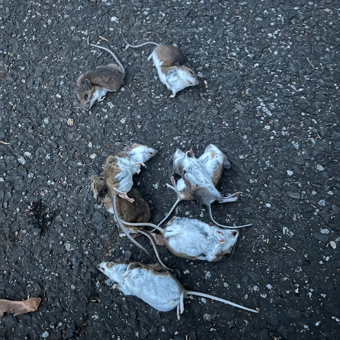 Connecticut Termite and Pest Control, LLC Picture 7