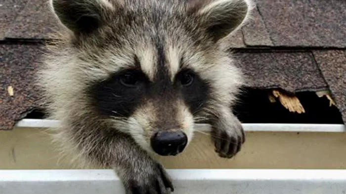 Animal Arrest LI Wildlife Removal and Control Picture 8