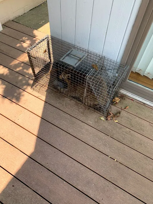 Animal Arrest LI Wildlife Removal and Control Picture 5