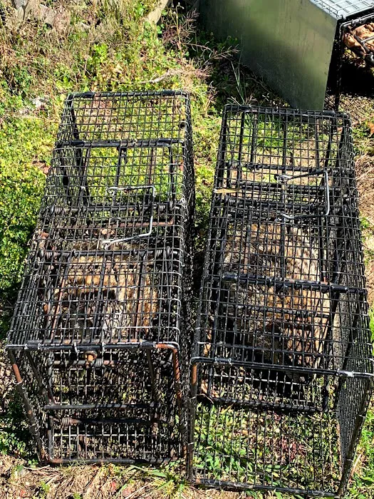 Animal Arrest LI Wildlife Removal and Control Picture 10