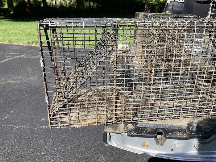 Animal Arrest LI Wildlife Removal and Control Picture 9
