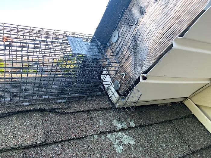 Animal Arrest LI Wildlife Removal and Control Picture 1