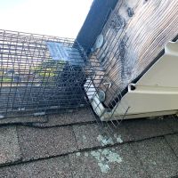 Animal Arrest LI Wildlife Removal and Control ico