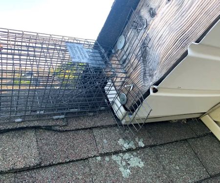 Animal Arrest LI Wildlife Removal and Control