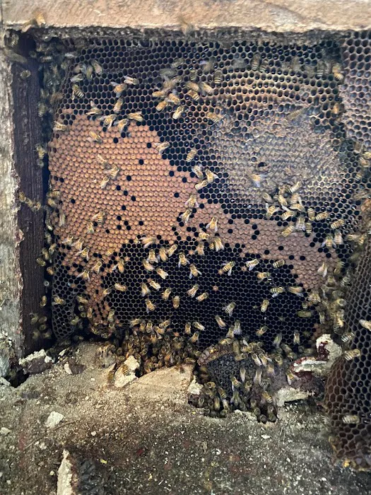 Honey Bear Bee Removal Picture 1