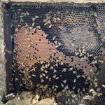 Honey Bear Bee Removal