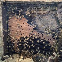 Honey Bear Bee Removal ico