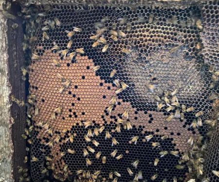 Honey Bear Bee Removal