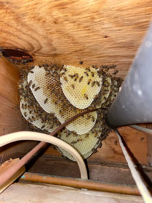Honey Bear Bee Removal Picture 3