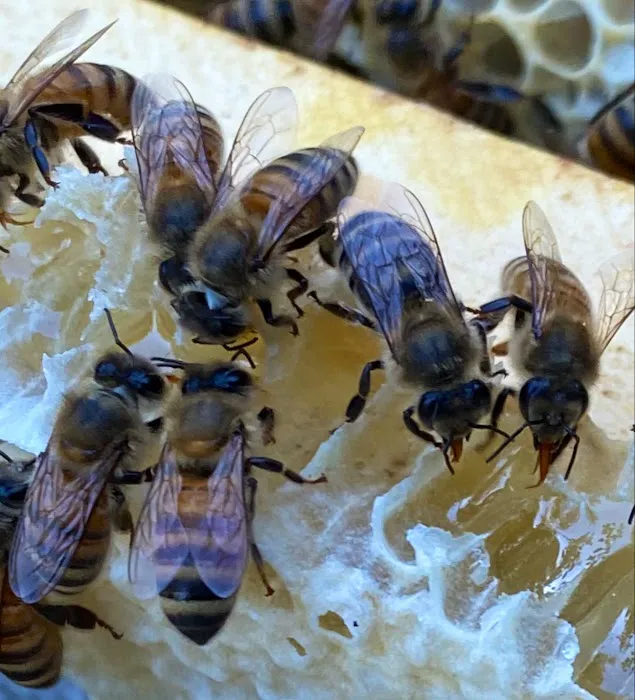Honey Bear Bee Removal Picture 9