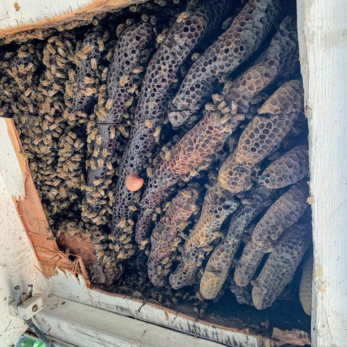Honey Bear Bee Removal Picture 10