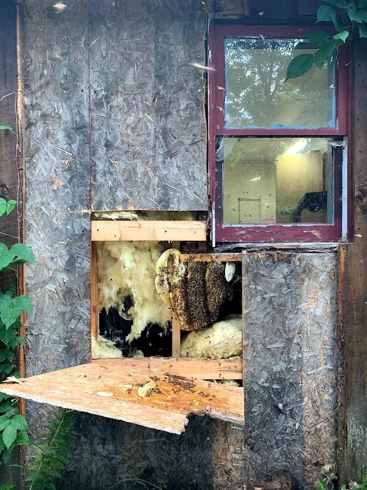Honey Bear Bee Removal Picture 7