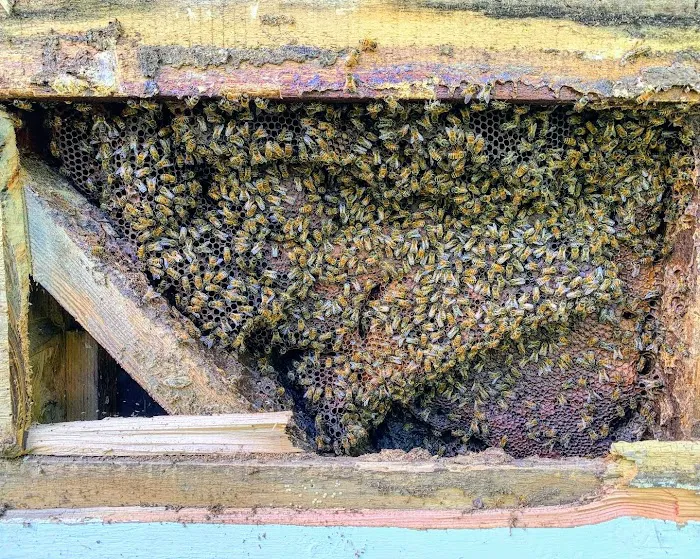 Honey Bear Bee Removal Picture 8