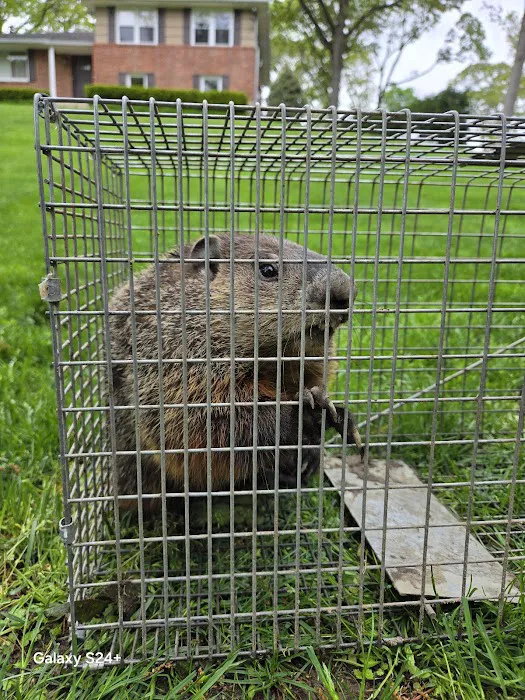 Sunrise Pest Control and Wildlife Removal Picture 9