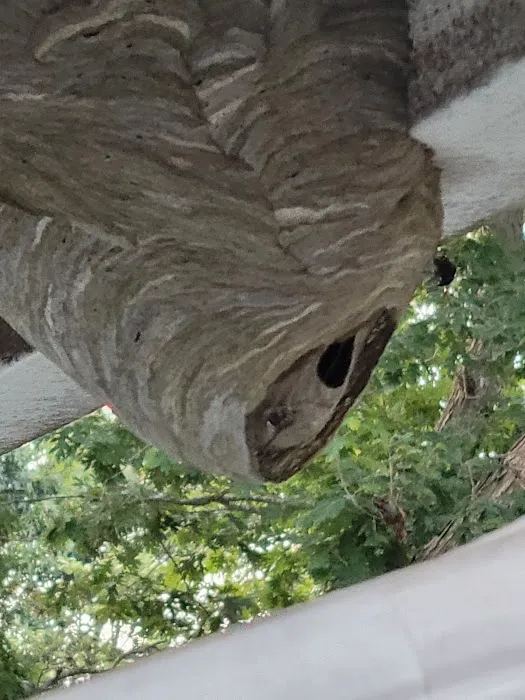 Sunrise Pest Control and Wildlife Removal Picture 3
