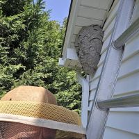 Sunrise Pest Control and Wildlife Removal ico