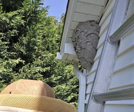 Sunrise Pest Control and Wildlife Removal