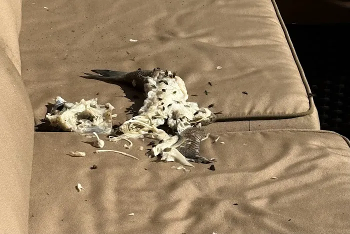 The Pest Rangers Wilkes-Barre: Termite and Pest Control Picture 2