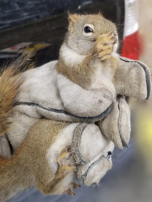 A Wildlife Pro Picture 10