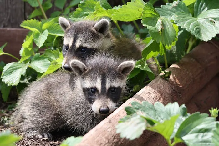 A Wildlife Pro Picture 2