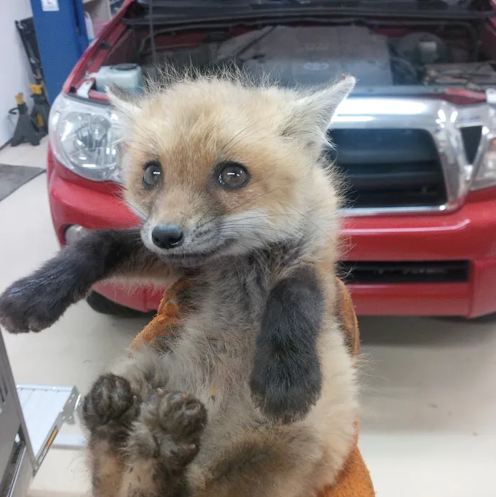 A Wildlife Pro Picture 8