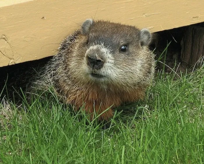 A Wildlife Pro Picture 5