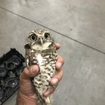 A Wildlife Pro