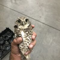A Wildlife Pro ico