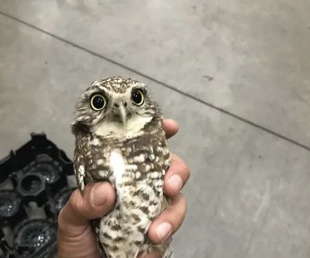 A Wildlife Pro