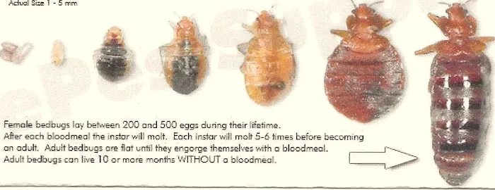 Susan's Exterminating Picture 3