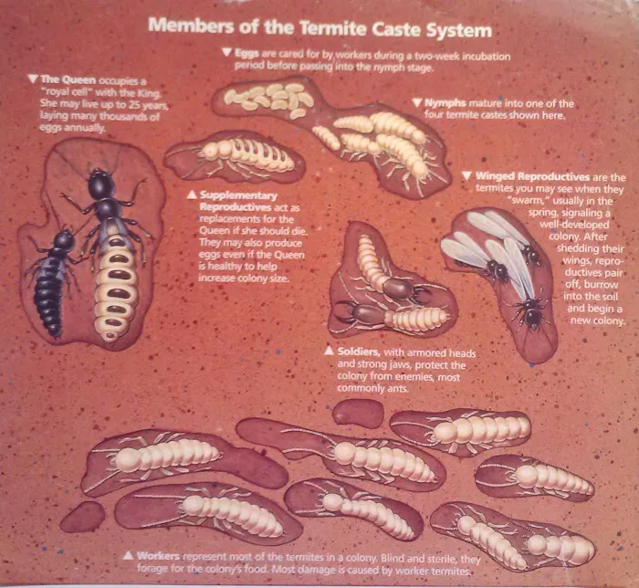 Susan's Exterminating Picture 4