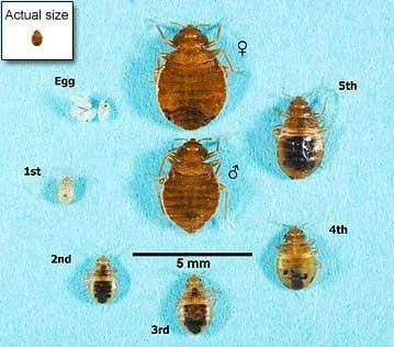 Susan's Exterminating Picture 5