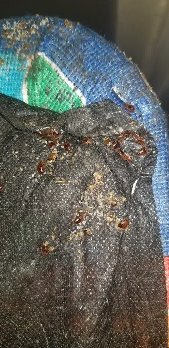 Next Generation Pest Control LLC Picture 1