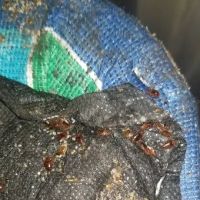 Next Generation Pest Control LLC ico